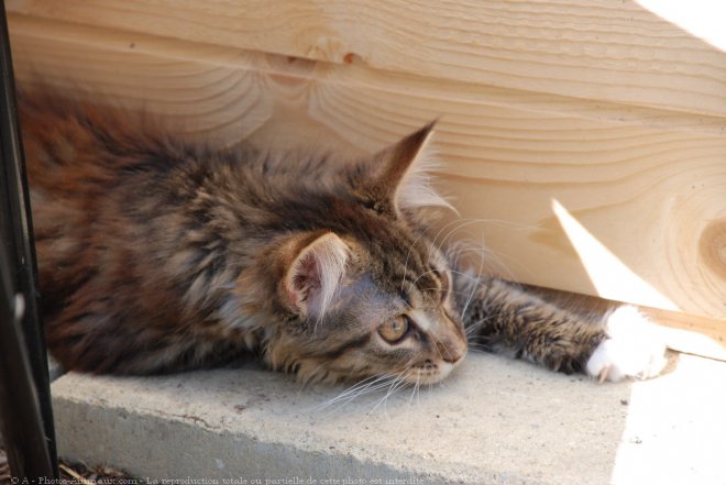 Photo de Maine coon