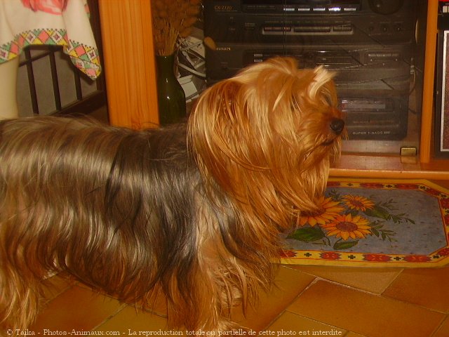 Photo de Yorkshire terrier