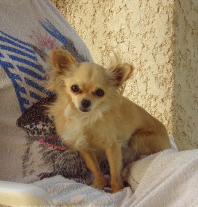 Photo de Chihuahua  poil long