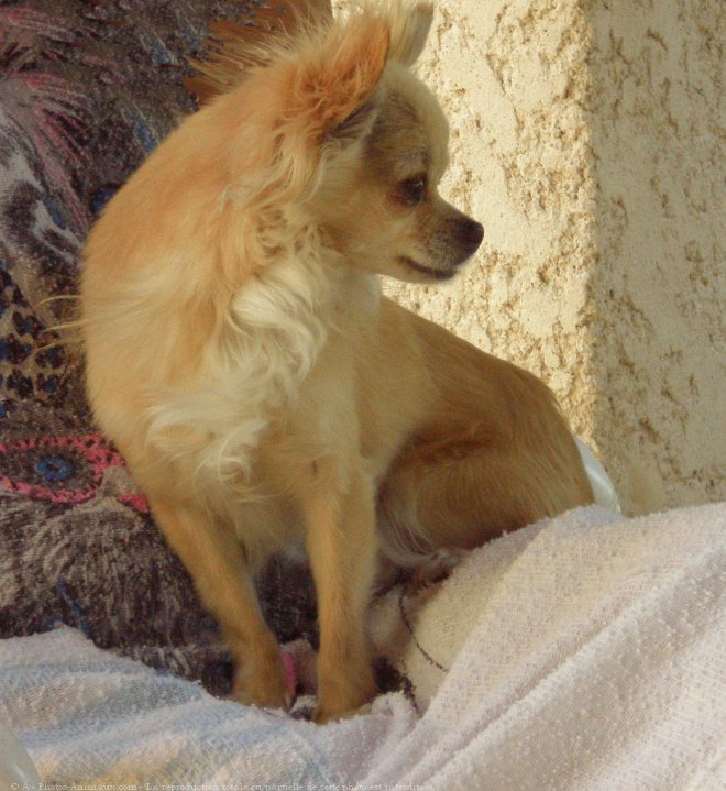 Photo de Chihuahua  poil long