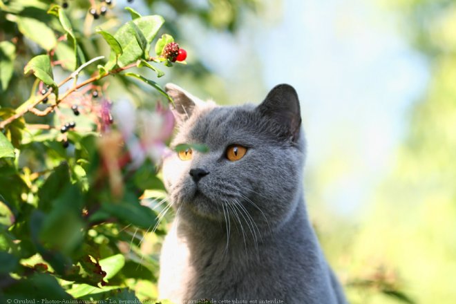 Photo de British shorthair