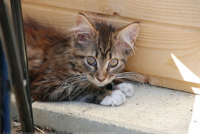 Photo de Maine coon