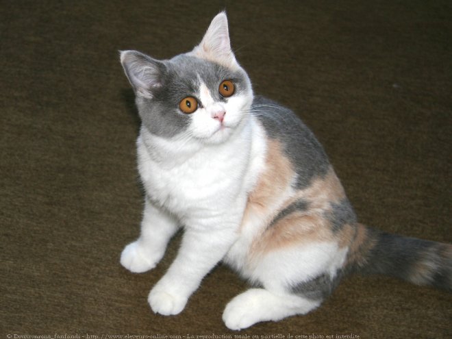 Photo de British shorthair