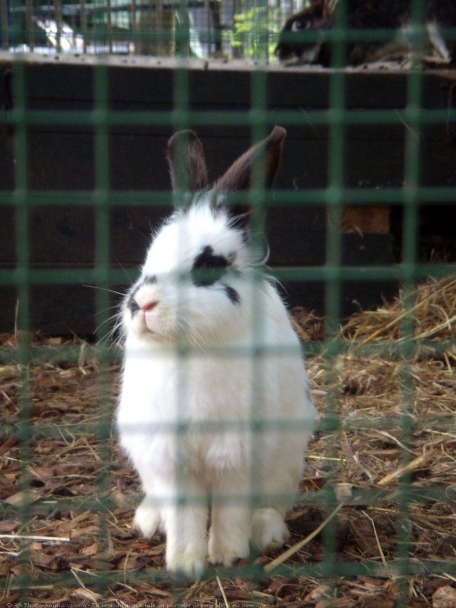 Photo de Lapin