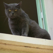 Photo de Chartreux