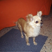 Photo de Chihuahua  poil long