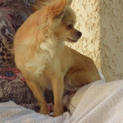 Photo de Chihuahua  poil long