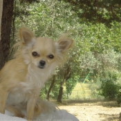 Photo de Chihuahua  poil long