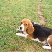 Photo de Beagle