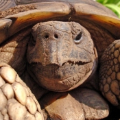 Photo de Tortue