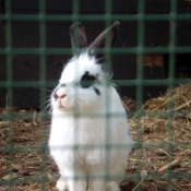 Photo de Lapin