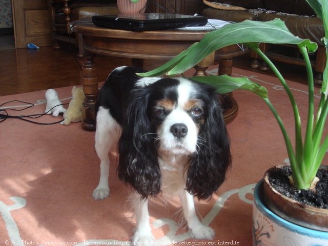 Photo de Cavalier king charles spaniel