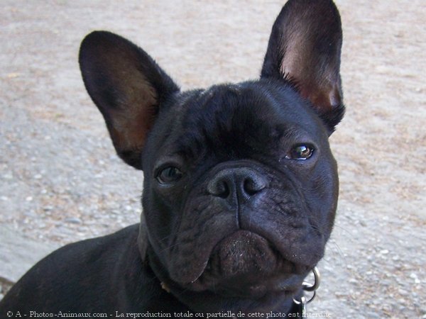 Photo de Bouledogue franais