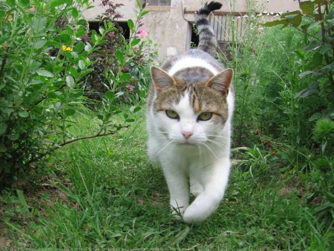 Photo de Chat domestique