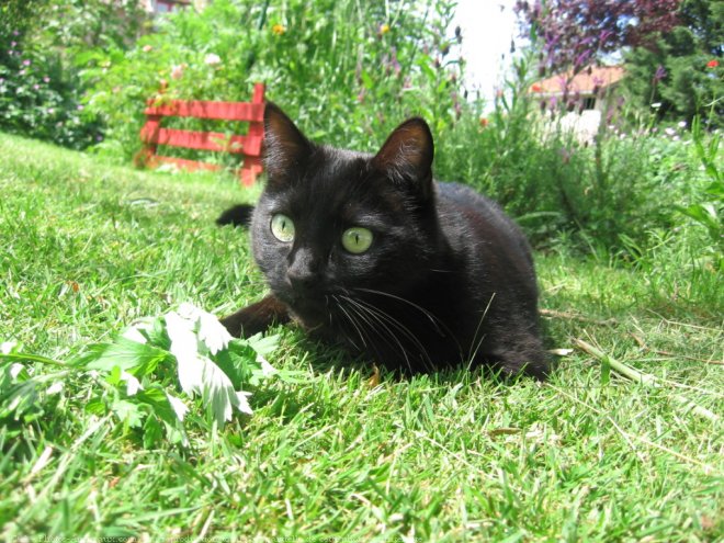 Photo de Chat domestique