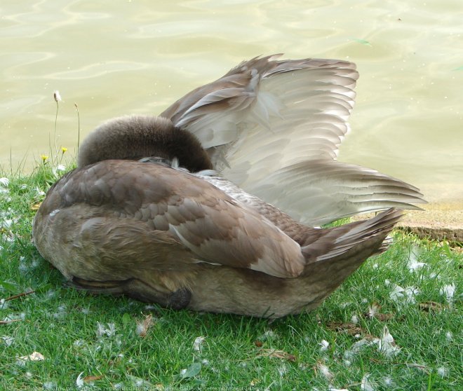 Photo de Cygne