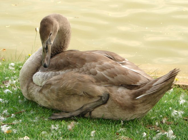 Photo de Cygne