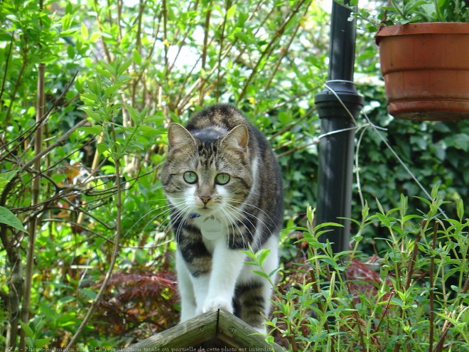 Photo de Chat domestique