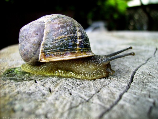 Photo d'Escargot