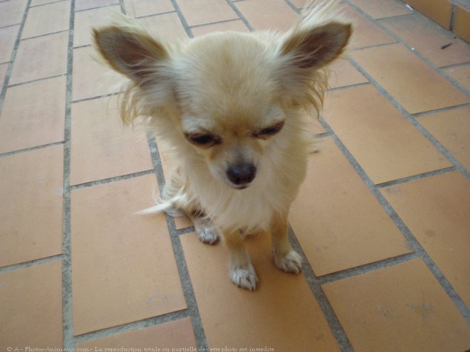 Photo de Chihuahua  poil long