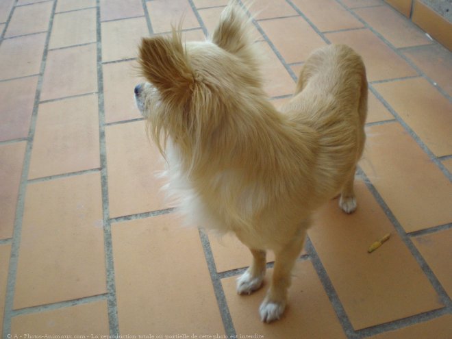 Photo de Chihuahua  poil long