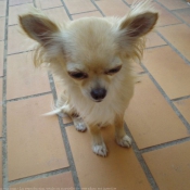 Photo de Chihuahua  poil long