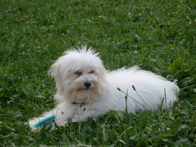 Photo de Bichon maltais