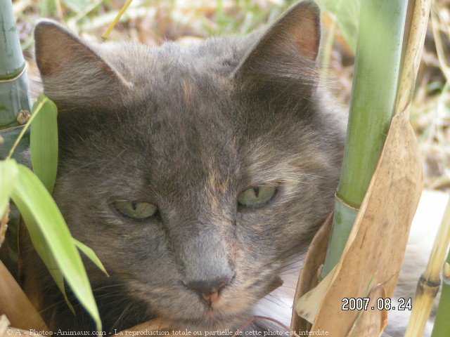 Photo d'Angora turc