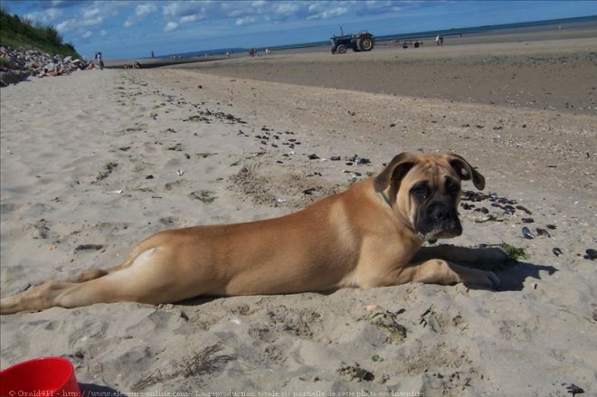 Photo de Bullmastiff