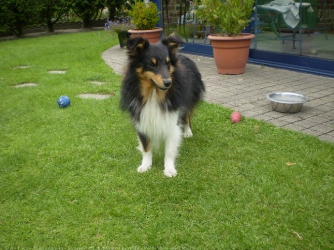 Photo de Chien de berger des shetland