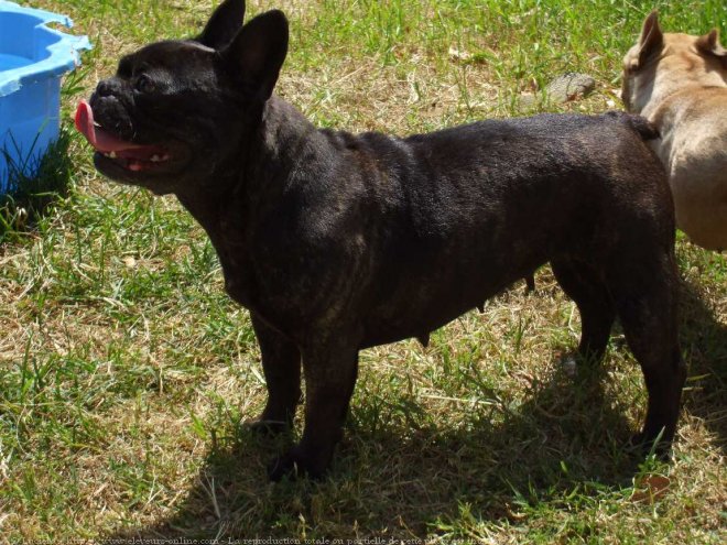 Photo de Bouledogue franais