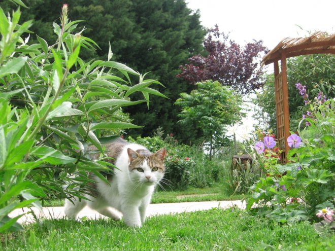 Photo de Chat domestique