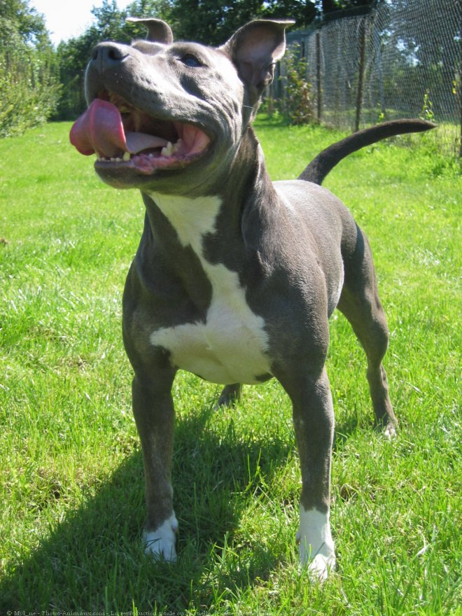 Photo d'American staffordshire terrier