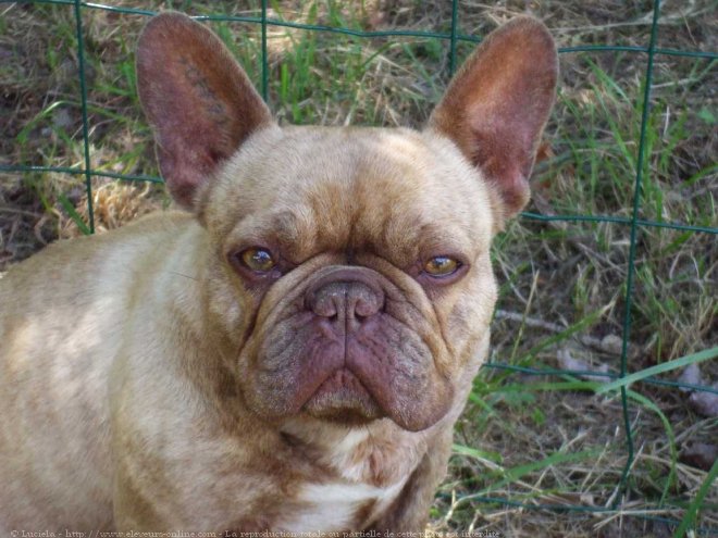 Photo de Bouledogue franais