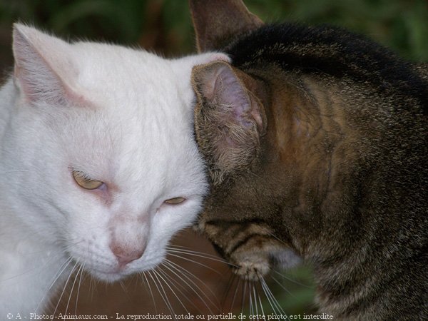 Photo de Chat domestique