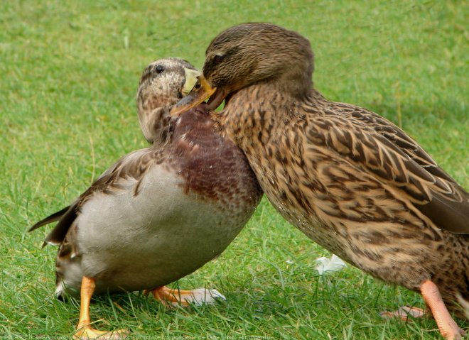 Photo de Canard