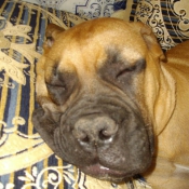 Photo de Bullmastiff