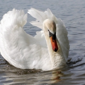 Photo de Cygne