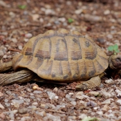 Photo de Tortue