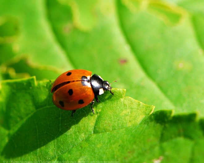 Photo de Coccinelle