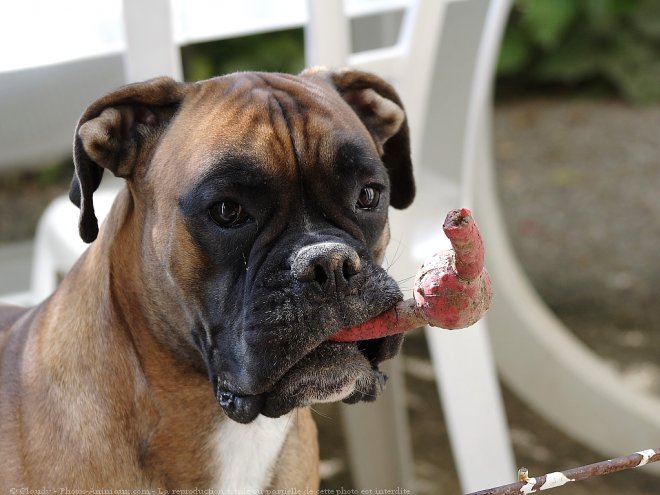 Photo de Boxer