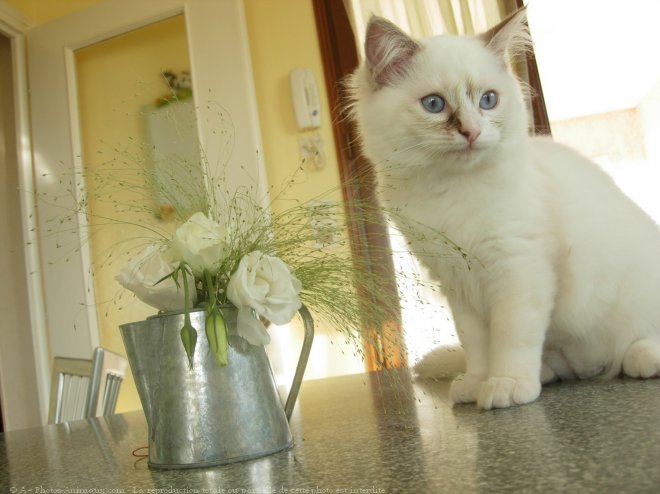 Photo de Ragdoll