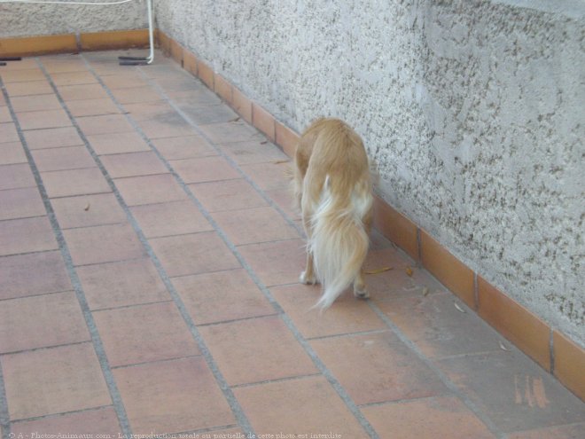 Photo de Chihuahua  poil long