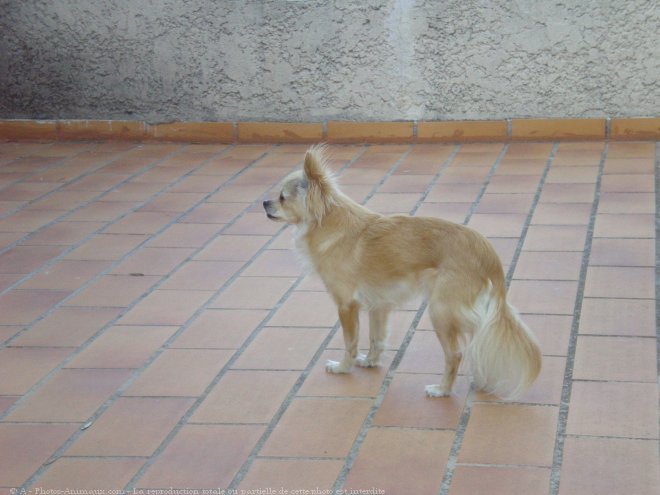 Photo de Chihuahua  poil long