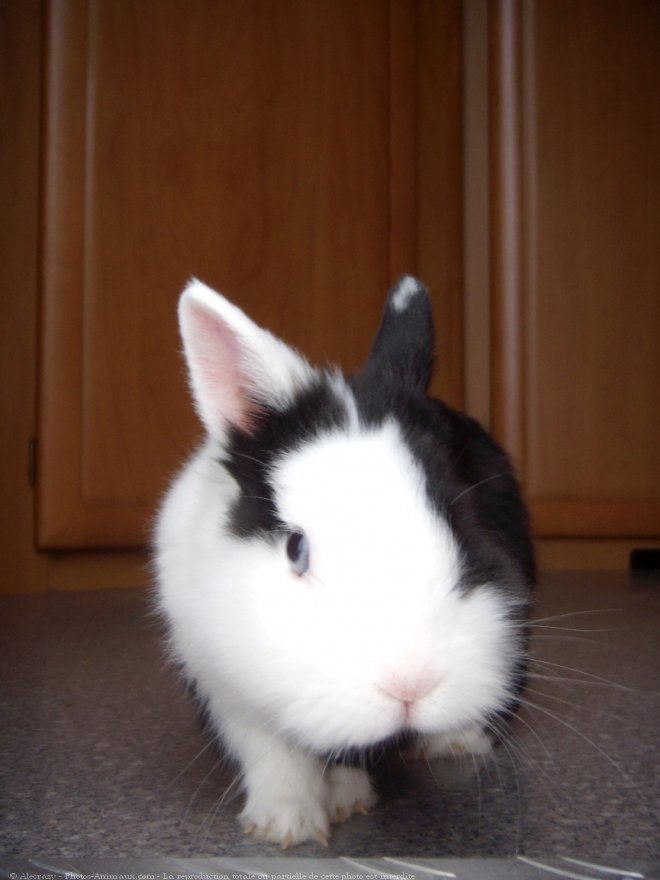 Photo de Lapin