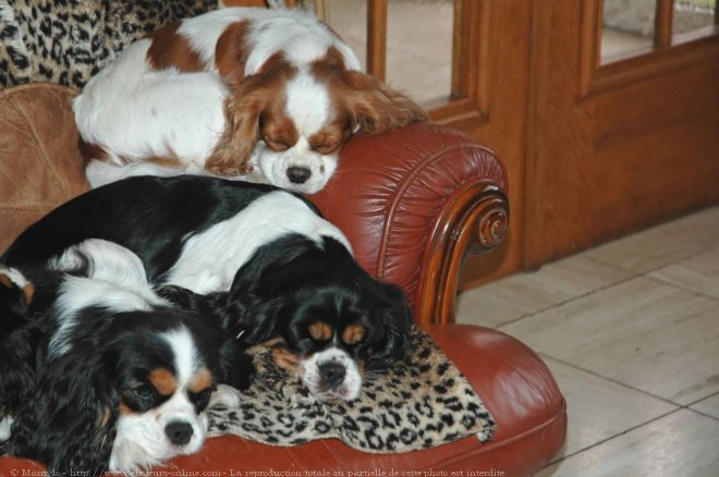 Photo de Cavalier king charles spaniel