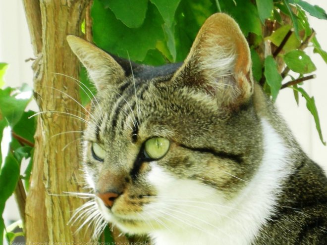 Photo de Chat domestique