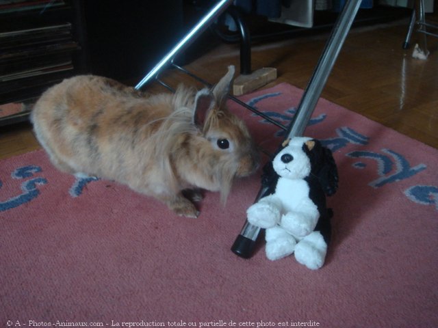 Photo de Lapin