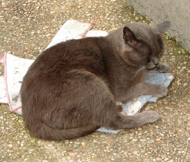 Photo de Chat domestique