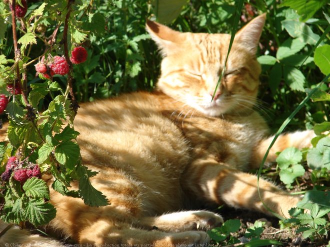 Photo de Chat domestique